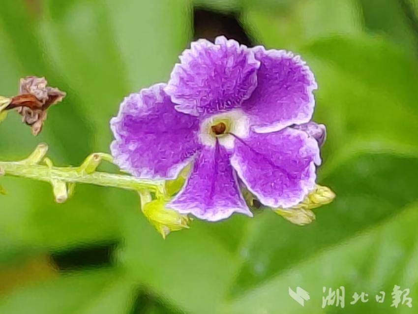 连线老虎机手机现金版